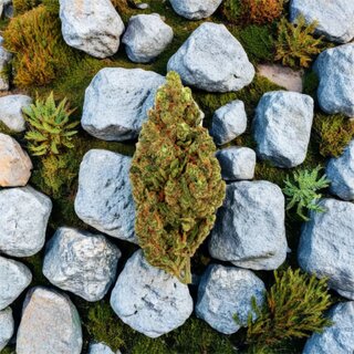 GreenPassion Indoor Bl�ten - Passion Kush (CHF13.00/2g)