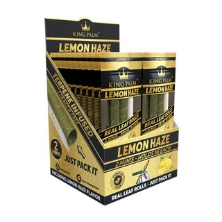 King Palm - Mini - Lemon Haze (20 x 2 Stk.)