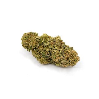 CannabisKing Seeds - Blueberry Kush feminisiert (1 x 3Stk)