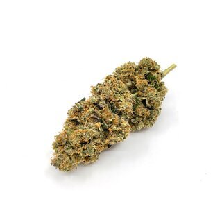 CannabisKing Seeds - Critical Jack feminisiert (1 x 3Stk)